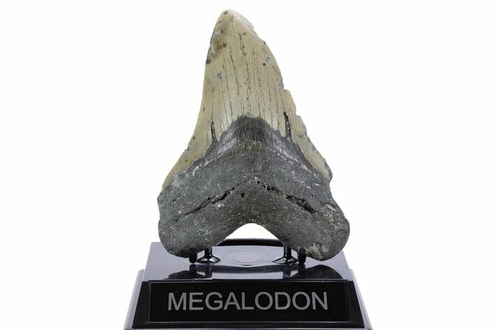 Serrated, Fossil Megalodon Tooth - North Carolina #345656